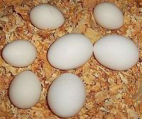 Chicken  Hatching eggs(Ross/Cobb)