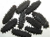 Dried Sea Cucumber