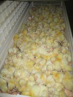 Day old broiler chicks