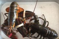 Jombo lobsters, Canadian lobsters, spiny lobsters