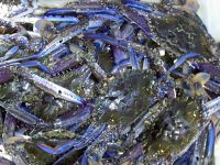 Blue Swimming crab sea food