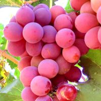 Fresh Grapes (Red, Green globe Seedless Grapes)