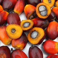 Palm Oil Kernel