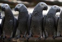 Sweet and lovely African grey parrots for sale