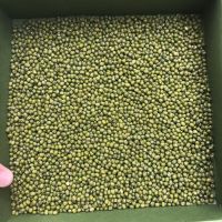 HIGH QUALITY MUNG BEAN ON SALES