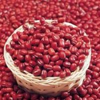 Red Kidney Beans Organic and Wholesale!