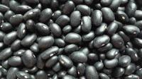 Wholesale Cheap Small Black Kidney Beans in Bulk , A leading supplier, Reasonable Price