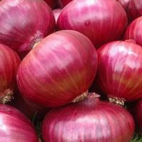 Fresh red onions