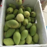 Green organic Mango for sale