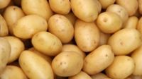 New harvest 2018 fresh potato