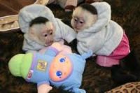 Primates available for good and caring families
