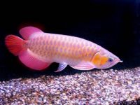 Top quality Grade AAA Asian Arowana fishes from genuine breeders available on sale now