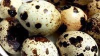 Fresh Quality Quail Eggs Best Price