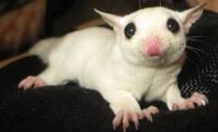 Male and female Sugar Gliders available .