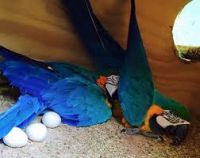 Parrots and their fertile eggs for sale .