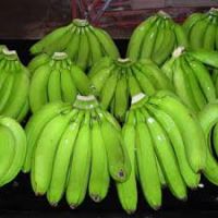 Fresh Cavendish Banana