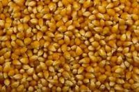 POPCORN MAIZE SEEDS