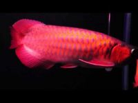 24k Golden, Rtg, Super Red And Asian Chilli Red Fishes For Sell