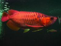 Exquisite tropical fresh water chili red and super red arowana fish.