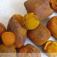Cow/Ox/Cattle Gallstones