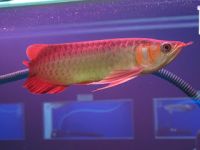 Super Red Arowana And Other Arowana Types Available For Sale Now