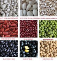 New White / Red / Black Kidney Beans .