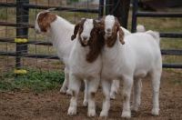 Pure Breed Live Boer goats , Live Kalahari red goats and Romanov sheep for sale.