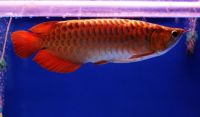 Magnificent 24k arowana, chili red arowana and super red arowana fish.