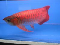 YOUNG RED AROWANA FISH AND OTHERS