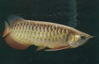 Marine Fish supplies all over the world