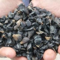 Palm kernel Shell ( PKS )