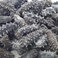 dried trepung / Seafood Black Dried Sea Cucumber/Sea Slug/Trepang