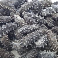 2018 trendy healthy food calcium supplement factory price sea cucumber