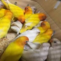 Beautiful Live Canary Birds, Yorkshire, Lancashire, Finches, Lovebirds