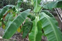 Banana Leaf