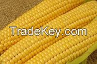 High Rich Quality Yellow Corn / Maize