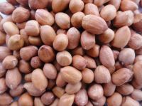 Quality Groundnuts / Peanuts (Java & Bold), Peanut kernels, Blanched peanuts  on 30% discount