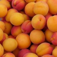 Organic Fresh Apricots now available. 30% Discounts