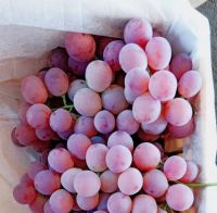 Fresh Grapes (Seedless / Seeded, Black, Green, Red) now available on sale. 30% discount