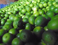 Fresh Green Seedless Lime now available on sale. 30% Discount
