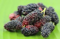 Fresh Mulberries / Freeze Dried Mulberries now available on sale. 30% discount