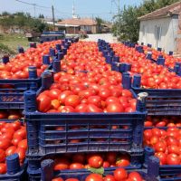 fresh tomatoes for sale