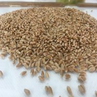 Wheat grain , soft , milling, durum, animal feed