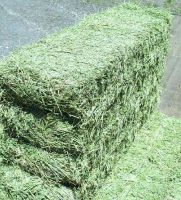 Premium Quality Alfalfa Hay For Sale
