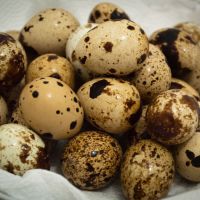 Quail Eggs