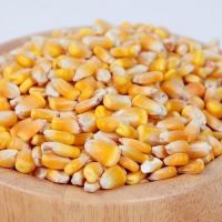 Yellow Corn for Popcorn, Yellow Popcorn NON-GMO and GMO Popcorn