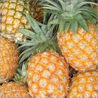 Best Quality Fresh Pineapples at affordable prices