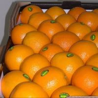 Fresh Naval and Valencia Oranges South African Oranges Origin