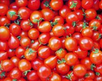 Fresh Tomatoes, FRESH ORGANIC TOMATO and Fresh Red Tomato, Fresh Green Tomatoes