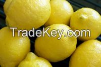 Fresh Eureka lemon